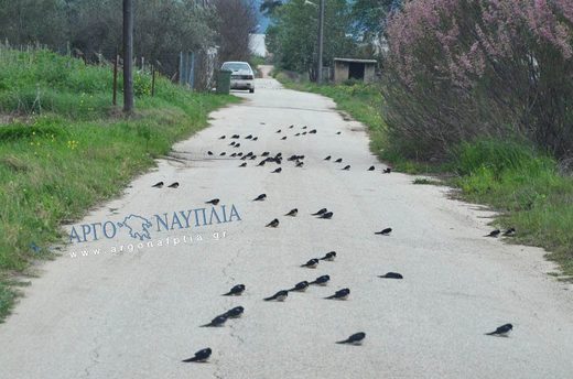 χελιδόνια
