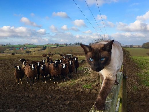 Leading the crowd