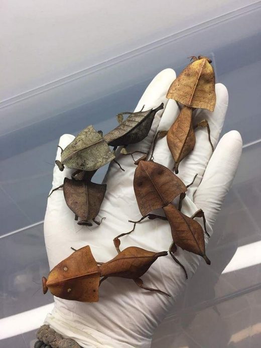 Κάντε κλικ για μεγέθυνση Deroplatys truncata