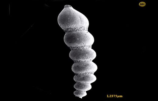 Κάντε κλικ για μεγέθυνση Dentalina globifera