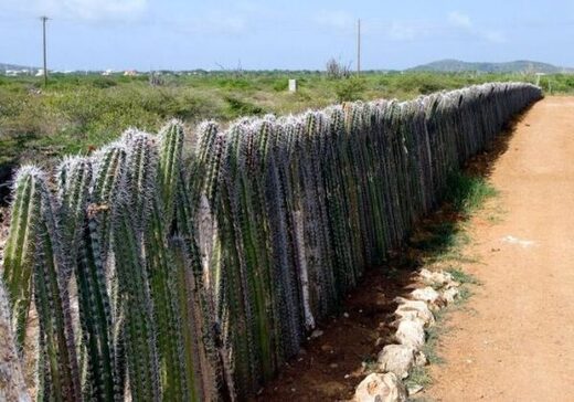 Κάντε κλικ για μεγέθυνση Fence