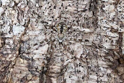 Κάντε κλικ για μεγέθυνση Camouflage