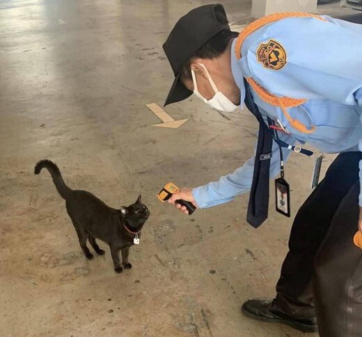 Κάντε κλικ για μεγέθυνση Beware of black cats...